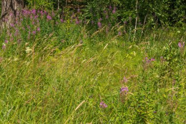 Güzel, doğal, çok renkli, yeşil, mor bitkiler, çiçekler, tarlada selvi, çayırda, yazın ormanda.