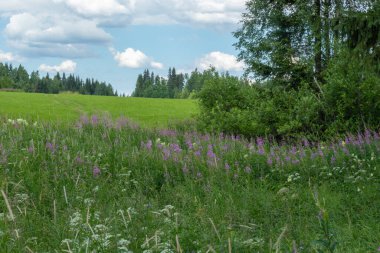güzel, yeşil, çok renkli bitkilerle, çimenlerle, çayırlarda çiçeklerle, ormandaki çayırlarla yazları güzel mavi bir gökyüzüne karşı