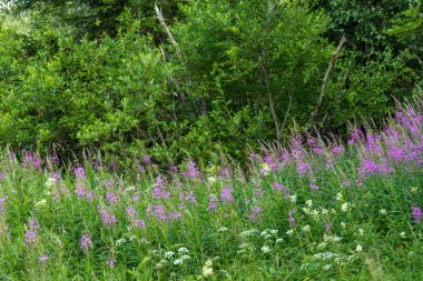 Güzel, doğal, çok renkli, yeşil, mor bitkiler, çiçekler, tarlada selvi, çayırda, yazın ormanda.