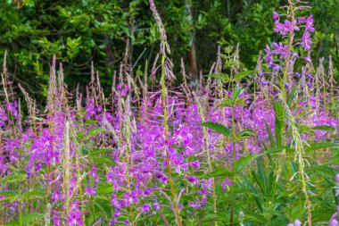 Güzel, doğal, çok renkli, yeşil, mor bitkiler, çiçekler, tarlada selvi, çayırda, yazın ormanda.