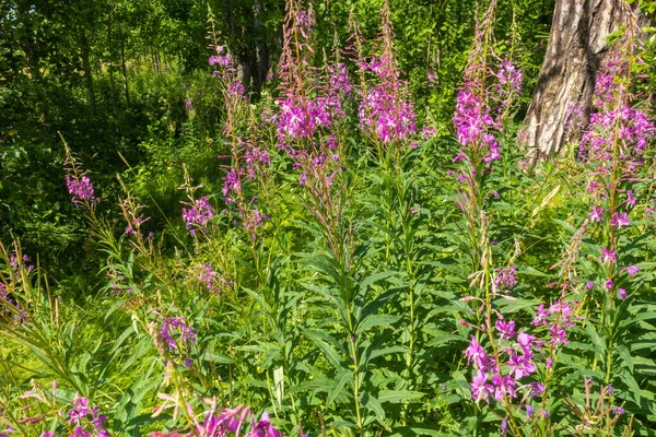 美しい 紫の植物 フィールドのヒノキ 夏の森の中で — ストック写真