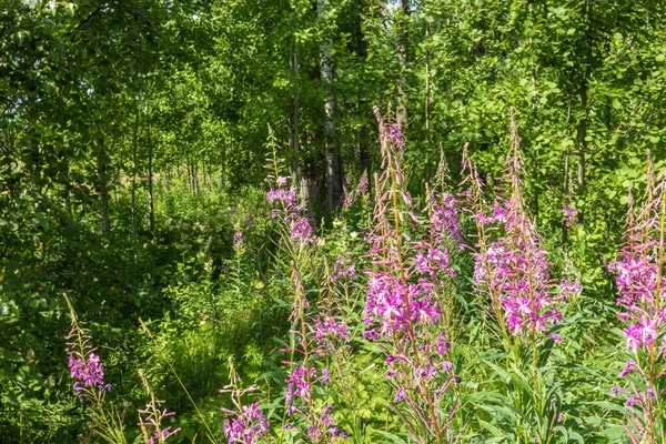 Mooi Natuurlijk Veelkleurig Groen Paarse Planten Bloemen Cipres Het Veld — Stockfoto