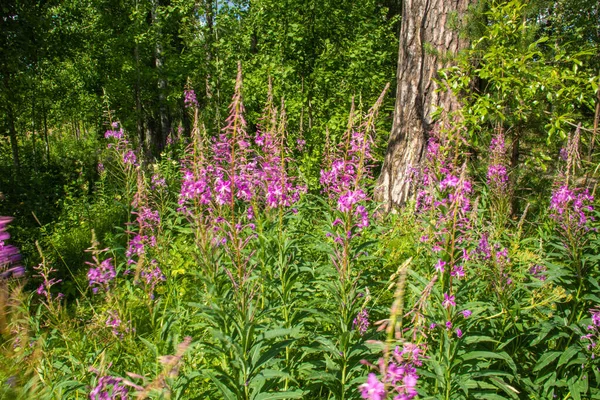 Mooi Natuurlijk Veelkleurig Groen Paarse Planten Bloemen Cipres Het Veld — Stockfoto