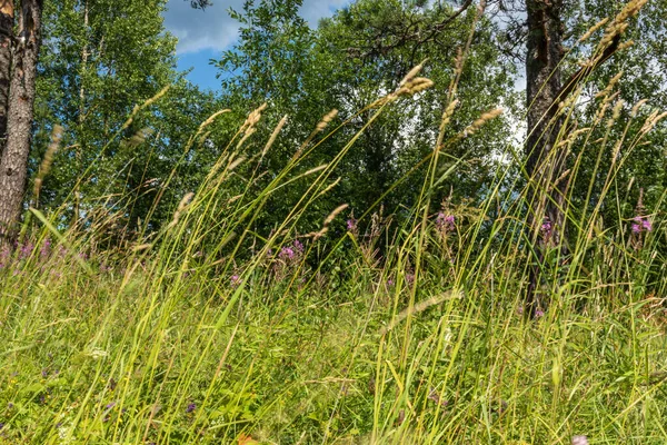 güzel, yeşil, çok renkli bitkilerle, çimenlerle, çayırlarda çiçeklerle, ormandaki çayırlarla yazları güzel mavi bir gökyüzüne karşı