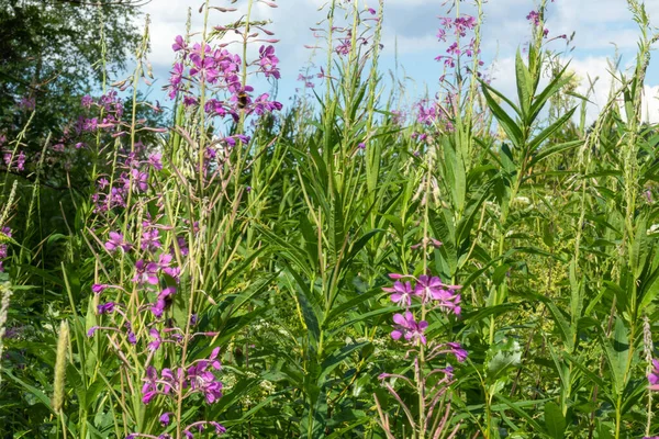 Prachtig Landschap Met Prachtige Groene Veelkleurige Planten Gras Bloemen Het — Stockfoto