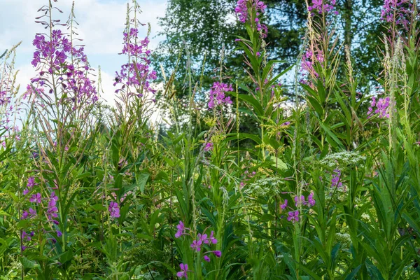 Prachtig Landschap Met Prachtige Groene Veelkleurige Planten Gras Bloemen Het — Stockfoto