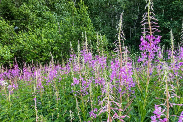 Beautiful Natural Multi Colored Green Purple Plants Flowers Cypress Field — Stock Photo, Image