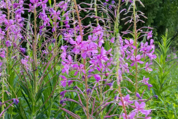 美しい 紫の植物 フィールドのヒノキ 夏の森の中で — ストック写真