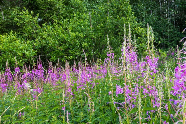 Mooi Natuurlijk Veelkleurig Groen Paarse Planten Bloemen Cipres Het Veld — Stockfoto