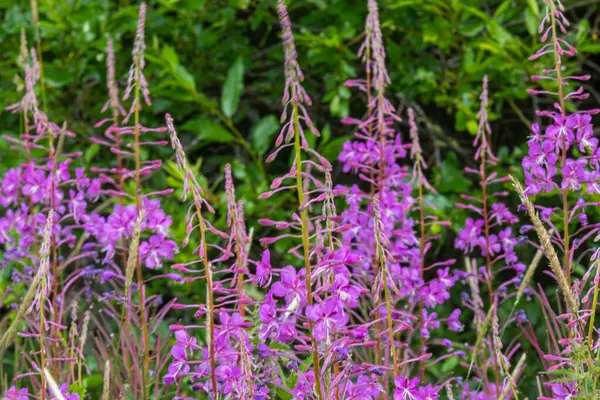 Красиві Природні Різнокольорові Зелені Фіолетові Рослини Квіти Кипарис Полі Луг — стокове фото
