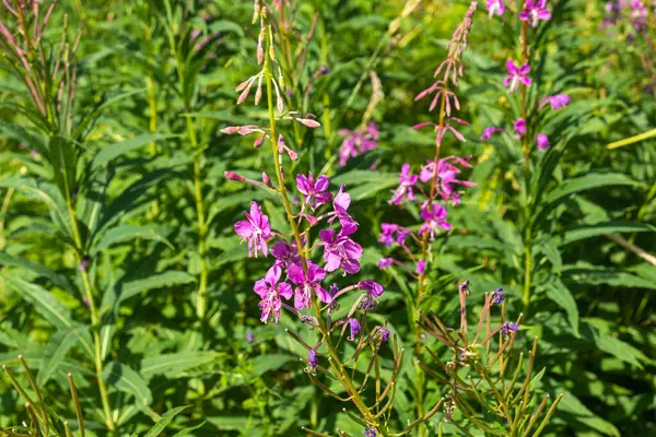 Mooi Natuurlijk Paars Roze Bloemen Cipres Groene Planten Gras Wei — Stockfoto