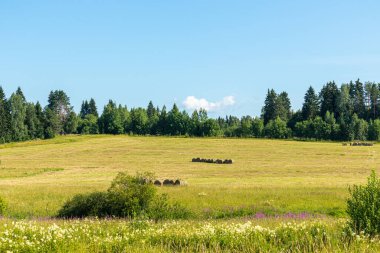 Kuru ot hasadı, saman, bir tarlada yuvarlanan evcil hayvan yiyeceği, çayır, yeşil bitkiler güzel mavi gökyüzüne karşı dokulu bulutlar.