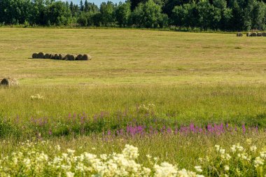 Kuru ot hasadı, saman, bir tarlada yuvarlanan evcil hayvan yiyeceği, çayır, yeşil bitkiler güzel mavi gökyüzüne karşı dokulu bulutlar.