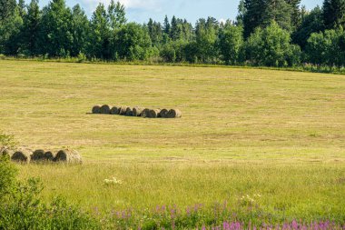 Kuru ot hasadı, saman, bir tarlada yuvarlanan evcil hayvan yiyeceği, çayır, yeşil bitkiler güzel mavi gökyüzüne karşı dokulu bulutlar.