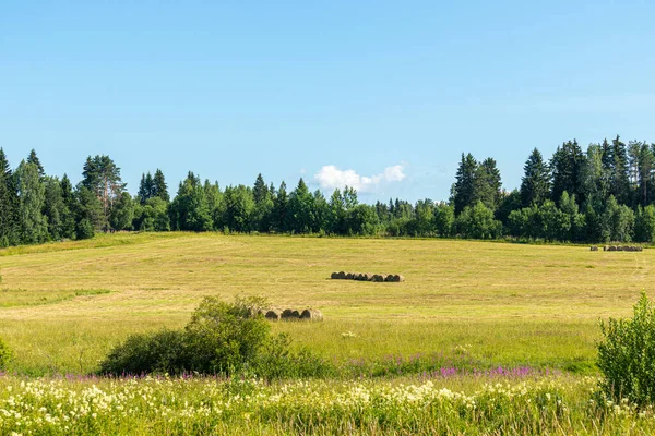 Kuru ot hasadı, saman, bir tarlada yuvarlanan evcil hayvan yiyeceği, çayır, yeşil bitkiler güzel mavi gökyüzüne karşı dokulu bulutlar.