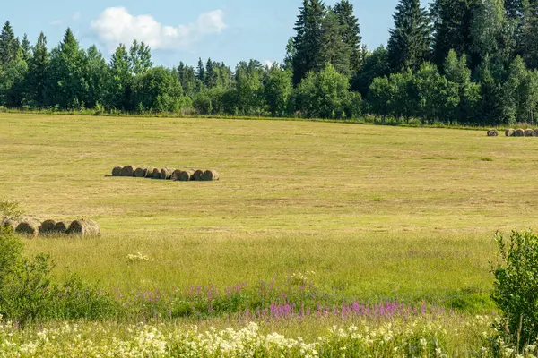 Kuru ot hasadı, saman, bir tarlada yuvarlanan evcil hayvan yiyeceği, çayır, yeşil bitkiler güzel mavi gökyüzüne karşı dokulu bulutlar.