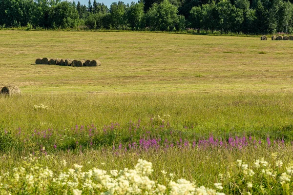 Kuru ot hasadı, saman, bir tarlada yuvarlanan evcil hayvan yiyeceği, çayır, yeşil bitkiler güzel mavi gökyüzüne karşı dokulu bulutlar.