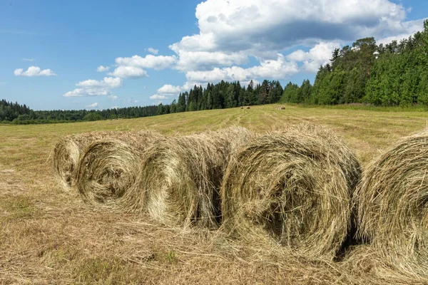 Raccolto Erba Secca Fieno Cibo Animali Compagnia Rotolato Campo Prato — Foto Stock