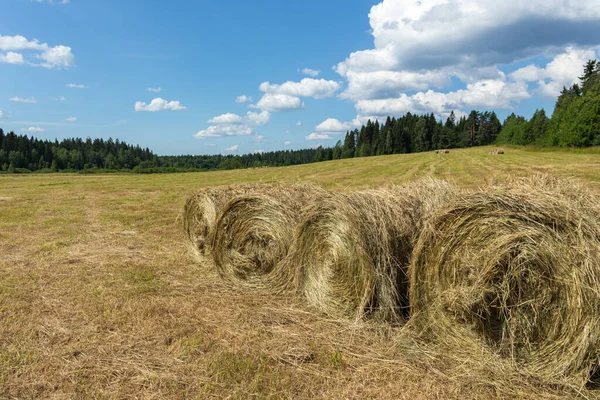 Kuru Hasadı Saman Bir Tarlada Yuvarlanan Evcil Hayvan Yiyeceği Çayır — Stok fotoğraf