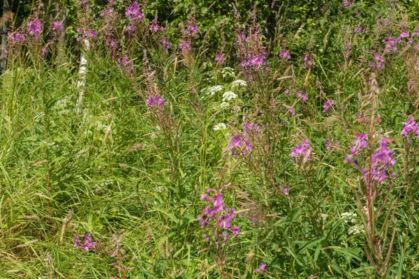 Prachtig Natuurlijk Landschap Frisse Kleurrijke Bloemen Veldplanten Weide Zomer — Stockfoto