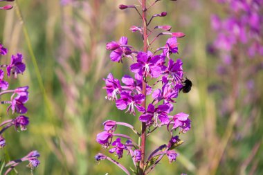 güzel, doğal, taze, parlak, çok renkli, mor, pembe çiçekler, selvi, yeşil çimenler ve bitkiler yazın çayırda