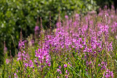 güzel, doğal, taze, parlak, çok renkli, mor, pembe çiçekler, selvi, yeşil çimenler ve bitkiler yazın çayırda