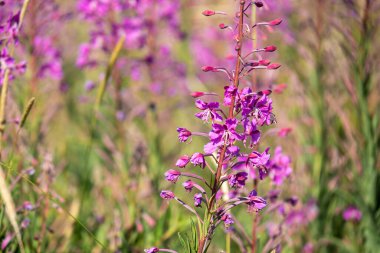 güzel, doğal, taze, parlak, çok renkli, mor, pembe çiçekler, selvi, yeşil çimenler ve bitkiler yazın çayırda
