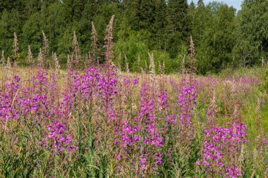 güzel, doğal, taze, parlak, çok renkli, mor, pembe çiçekler, selvi, yeşil çimenler ve bitkiler yazın çayırda