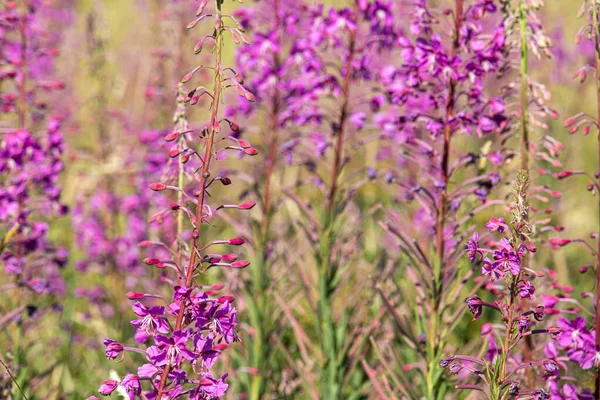 夏に牧草地で美しい 明るく ピンクの花 ヒノキ 緑の草や植物 — ストック写真