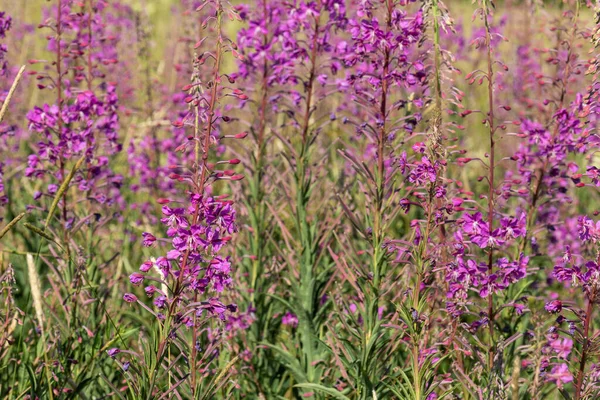 Mooi Natuurlijk Fris Helder Veelkleurig Paars Roze Bloemen Cipres Groen — Stockfoto