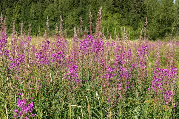夏に牧草地で美しい 明るく ピンクの花 ヒノキ 緑の草や植物 — ストック写真
