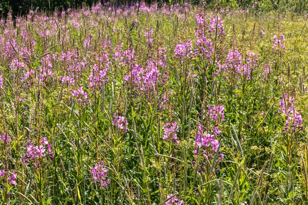 Mooi Natuurlijk Fris Helder Veelkleurig Paars Roze Bloemen Cipres Groen — Stockfoto