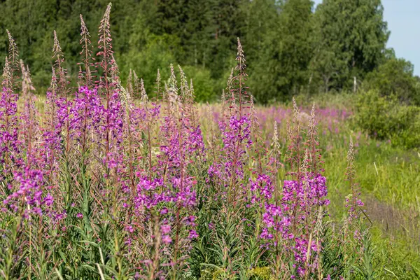 Mooi Natuurlijk Fris Helder Veelkleurig Paars Roze Bloemen Cipres Groen — Stockfoto