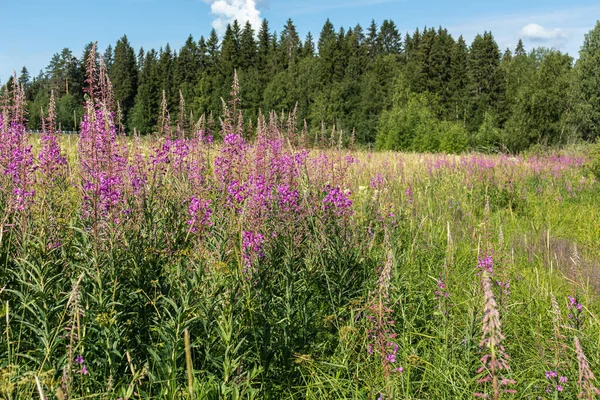 güzel, doğal, taze, parlak, çok renkli, mor, pembe çiçekler, selvi, yeşil çimenler ve bitkiler yazın çayırda