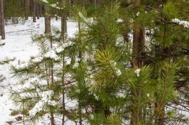 Güzel bir ormanda yıkıldı, kışın kozalaklı ağaçlarla taiga.