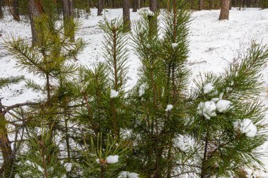 Güzel bir ormanda yıkıldı, kışın kozalaklı ağaçlarla taiga.