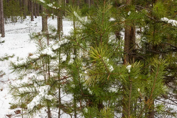 Güzel bir ormanda yıkıldı, kışın kozalaklı ağaçlarla taiga.
