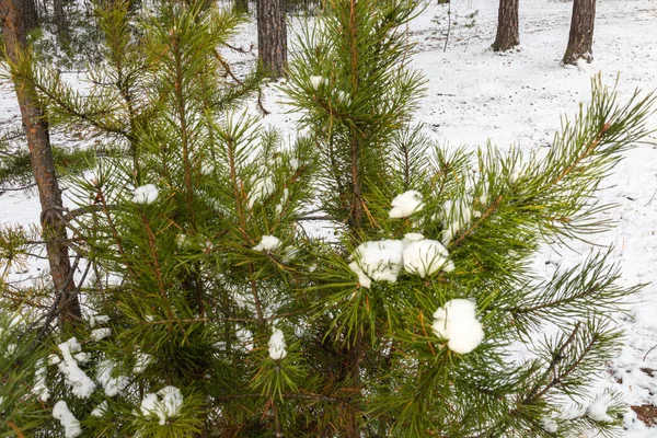 Caído Demolido Uma Bela Floresta Taiga Com Árvores Coníferas Inverno — Fotografia de Stock