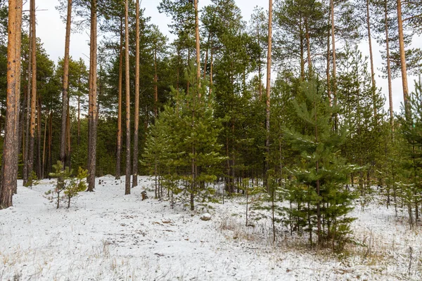 Güzel bir ormanda yıkıldı, kışın kozalaklı ağaçlarla taiga.