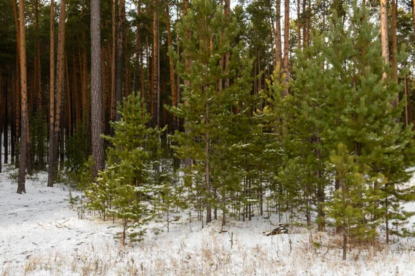 Έπεσε Κατεδαφιστεί Ένα Όμορφο Δάσος Taiga Κωνοφόρα Δέντρα Χειμώνα Royalty Free Φωτογραφίες Αρχείου