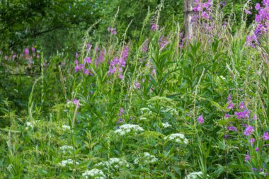 Güzel, doğal, çok renkli, parlak, mor çiçekler, selvi, çayırdaki bitkiler, yazın ormanda tarlalar.