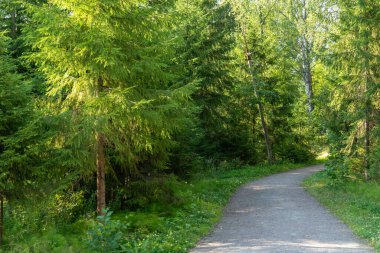 Ormanda doğal, taze yeşil ağaçlar ve bitkilerle dolu güzel bir manzara. Yazın gölün, nehrin ve gölün arka planında bir patika var.