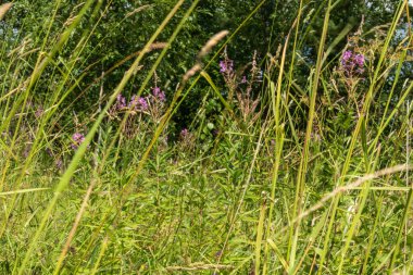 Güzel, doğal, çok renkli, parlak, mor çiçekler, selvi, çayırdaki bitkiler, yazın ormanda tarlalar.
