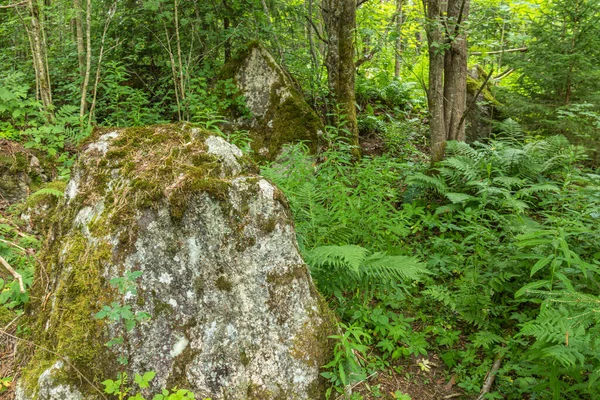 美しい風景 道のある森 苔のある石 — ストック写真