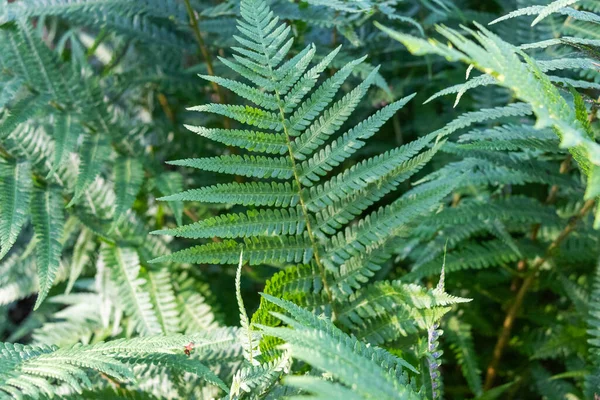 Piękne Naturalne Zielone Rośliny Paproci Strukturze Lesie Park Lecie — Zdjęcie stockowe