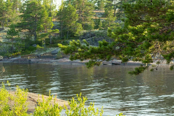 Gyönyörű Táj Természetes Zöld Fák Növények Sziklák Folyó Karelia Oroszország — Stock Fotó