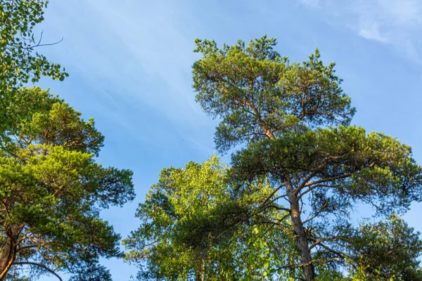 Hermoso Árboles Coníferas Naturales Bosque Parque Contra Cielo Azul — Foto de Stock