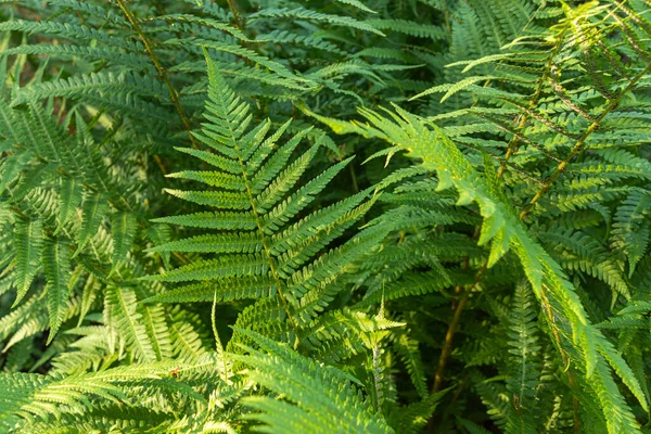 Green Natural Plant Fern Forest Park Summer Beautiful Texture — Stock Photo, Image