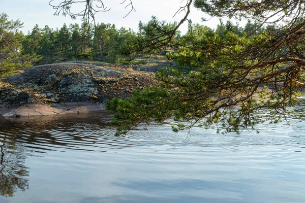 Gyönyörű Táj Természetes Zöld Növények Fák Sziklák Hegy Folyó Karelia — Stock Fotó