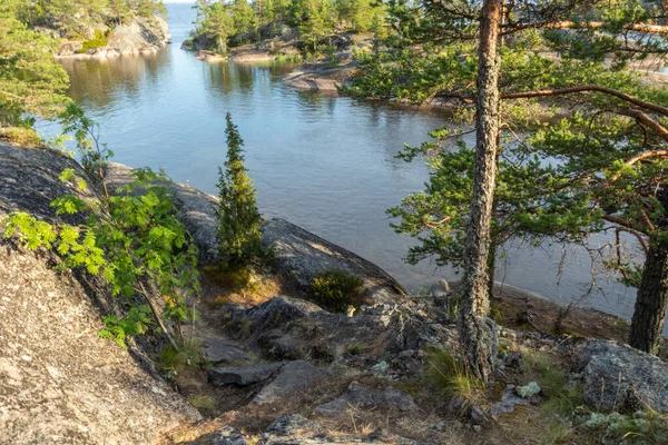 自然の緑の植物や木々 山や池 カレリア ロシアの川と美しい風景 — ストック写真